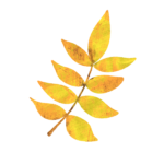黄色いツツジ・紅葉の葉のイラスト　絵本風　ⒸAtelier Funipo